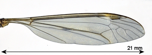 Tipula fulvipennis wing