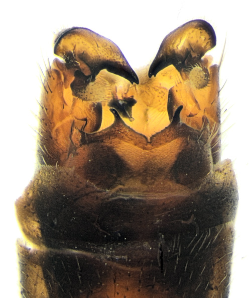 Tipula gimmerthali dorsal