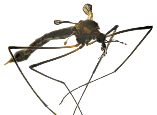 Tipula gimmerthali female