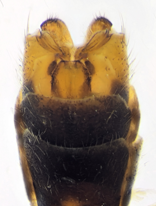 Tipula gimmerthali ventral