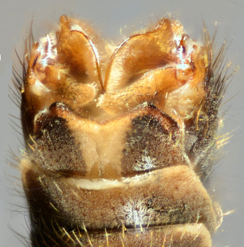 Tipula invenusta dorsal