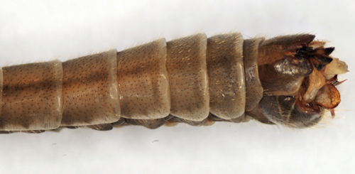 Tipula irrorata body