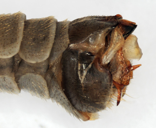 Tipula irrorata lateral