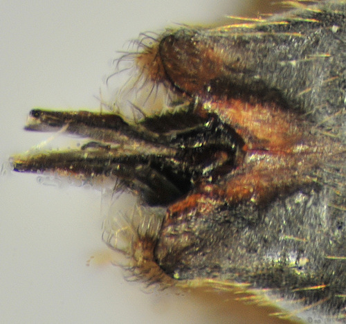 Tipula irrorata dorsal