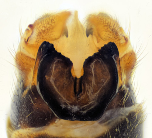 Tipula laccata dorsal