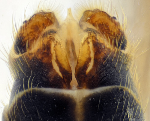 Tipula laccata ventral