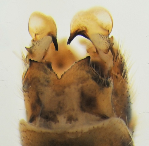 Tipula limbata dorsal
