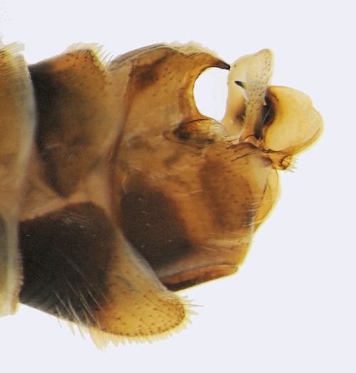 Tipula limbata lateral