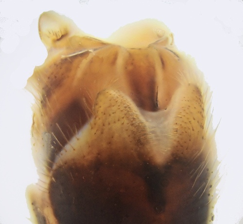 Tipula limbata ventral