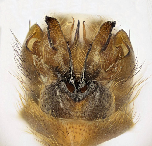 Tipula limitata dorsal