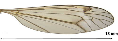 Tipula limitata wing