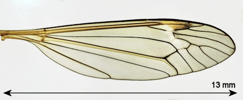 Tipula luna male  wing