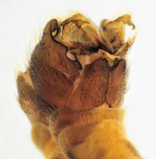 Tipula lunata dorsal