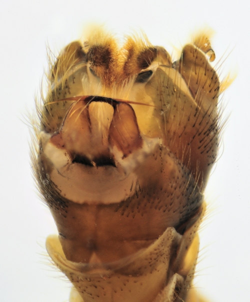 Tipula lunata ventral