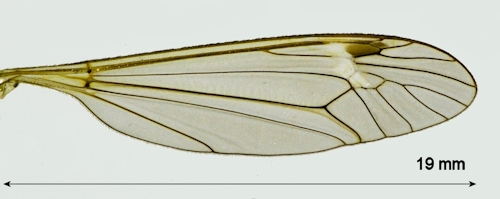 Tipula lunata wing