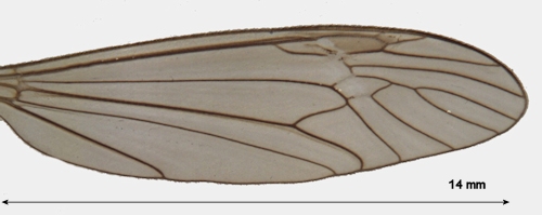 Tipula luteipennis wing