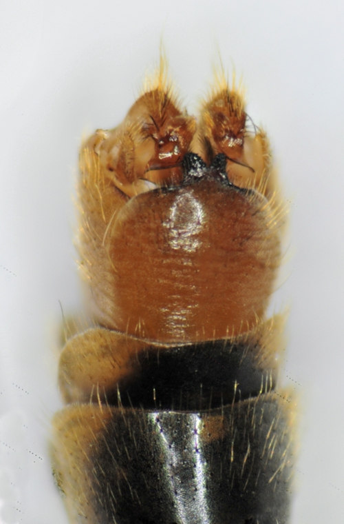 Tipula marginella dorsal