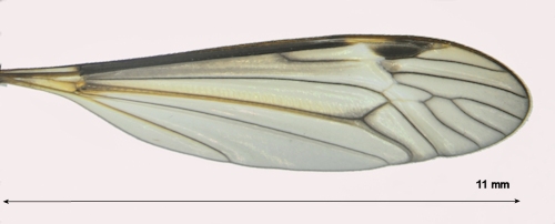 Tipula marginella wing