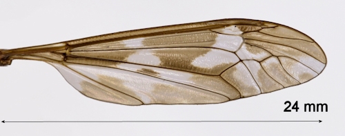 Tipula maxima wing