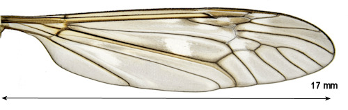 Tipula montana wing