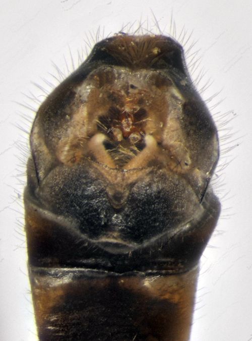 Tipula mutila caudal