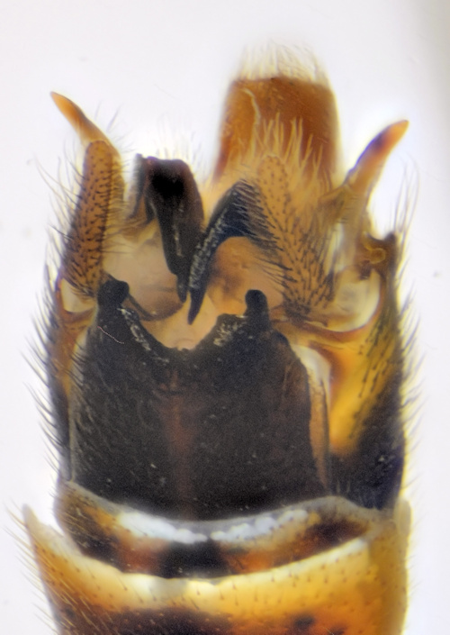 Tipula nodicornis male dorsal
