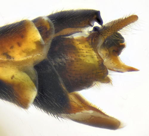 Tipula nodicornis lateral