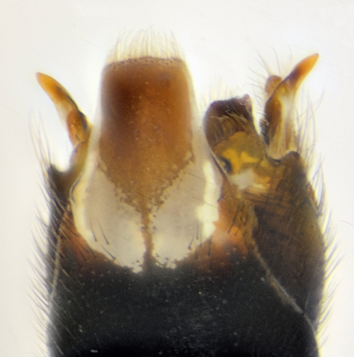 Tipula nodicornis ventral