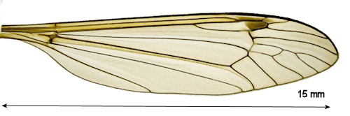 Tipula nodicornis male wing