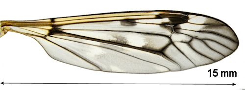 Tipula octomaculata wing