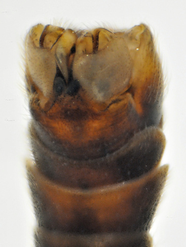 Tipula oleracea dorsal