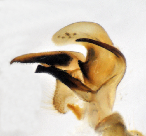 Tipula oleracea hypopygium