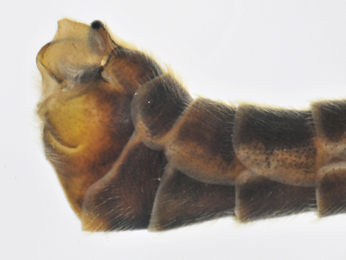 Tipula oleracea lateral