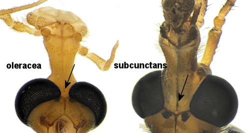 Tipula oleracea subcunctans