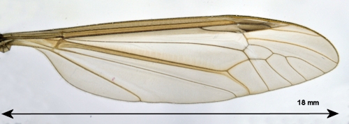 Tipula oleracea wing