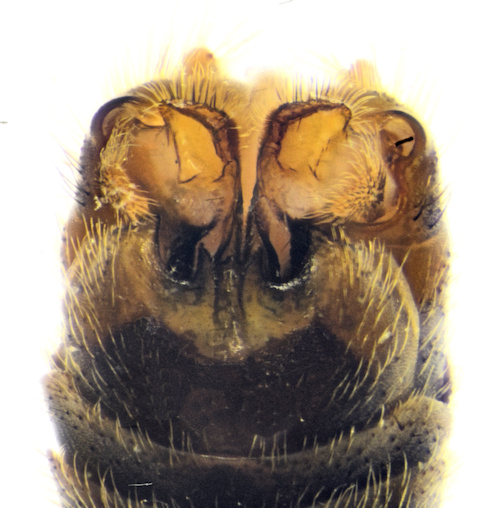 Tipula pabulina dorsal