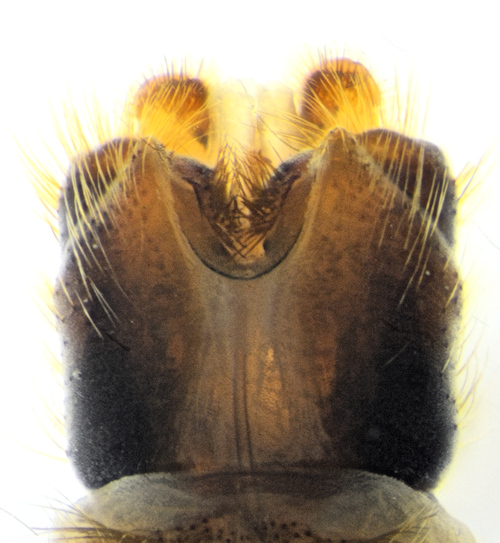 Tipula pabulina ventral