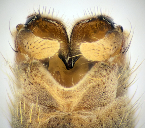 Tipula pagana dorsal