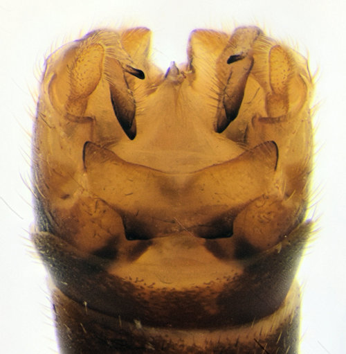 Tipula pallidicosta dorsal