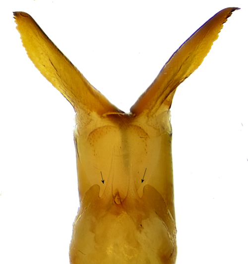Tipula pallidicosta female s8