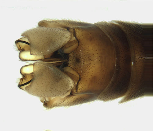Tipula paludosa dorsal