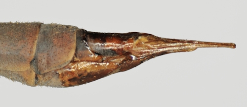 Tipula paludosa female lateral