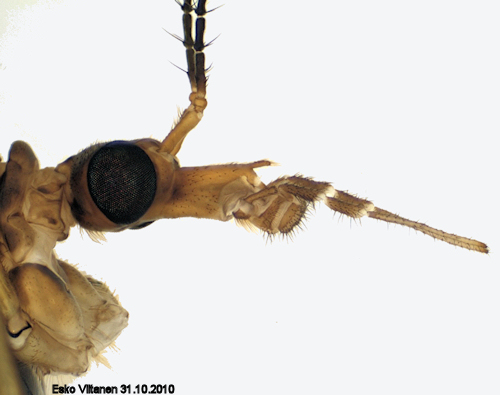 Tipula paludosa tuntosarvet