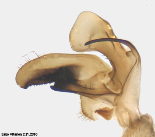 Tipula paludosa inner dististyle