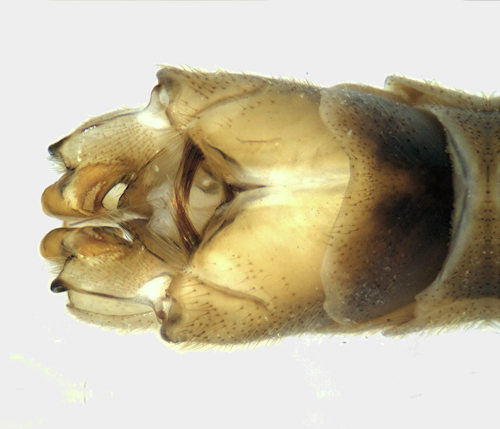 Tipula ventral