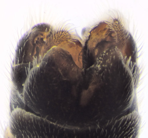 Tipula pauli dorsal