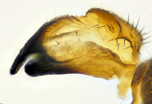 Tipula pauli inner clasper