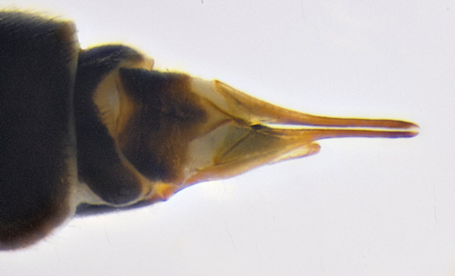 Tipula pruinosa female dorsal