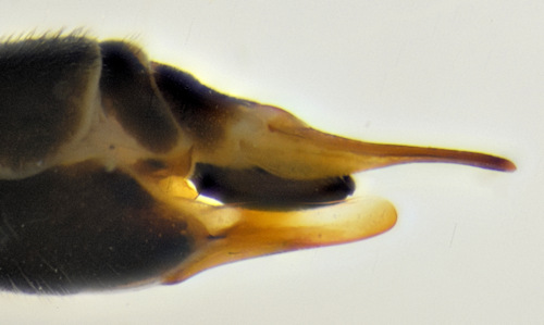 Tipula pruinosa female lateral
