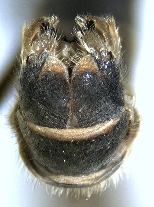 Tipula salicetorum caudal